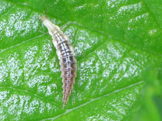 Hemerobiidae, Taghafte