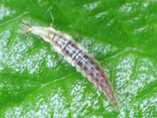 Hemerobiidae, Taghafte