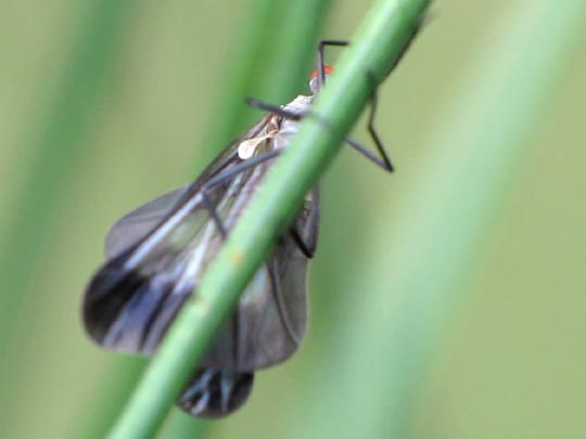 Pararhamphomyia marginata