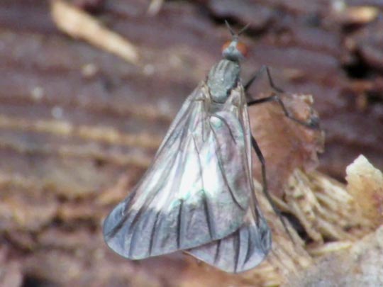 Pararhamphomyia marginata