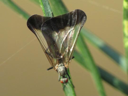 Pararhamphomyia marginata