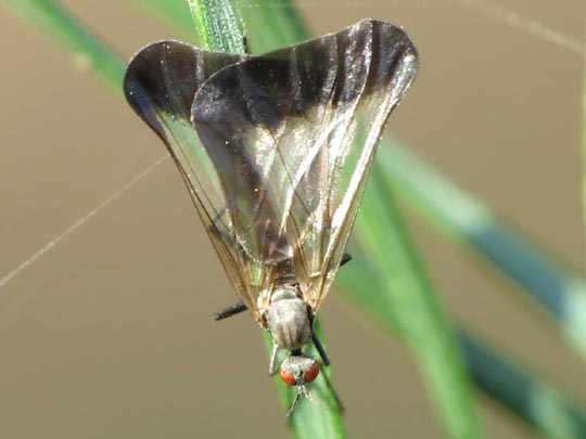 Pararhamphomyia marginata