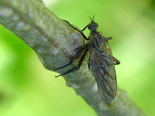 Gewürfelte Tanzfliege, Empis tesselata