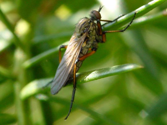 Tanzfliege, Empis