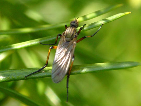 Tanzfliege, Empis