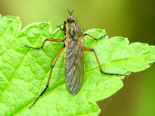 Tanzfliege, Empis