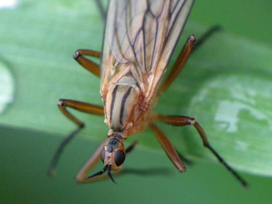 Empis (Xanthempis) digramma