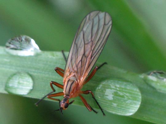 Empis (Xanthempis) digramma