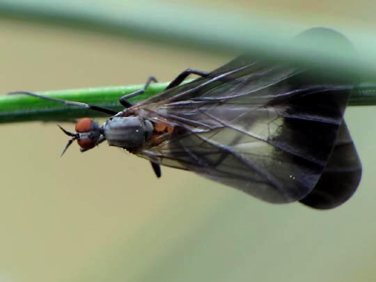 Pararhamphomyia marginata