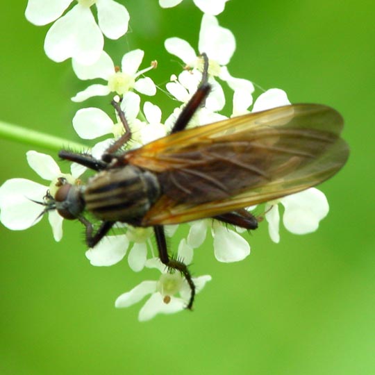 Tanzfliege, Empis tesselata