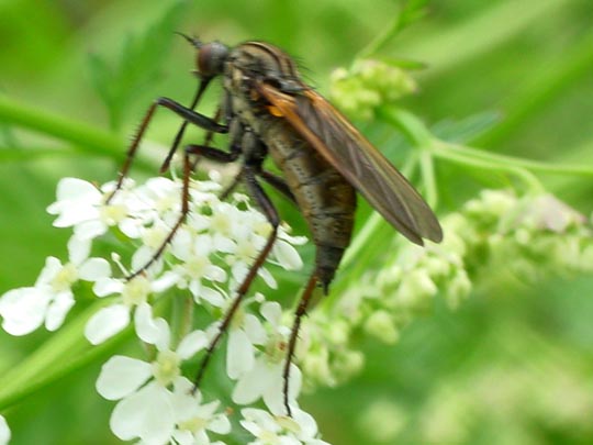 Tanzfliege, Empis tesselata