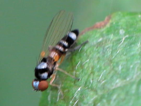 Callomyia sp.