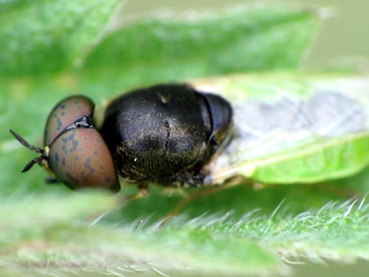 Waffenfliege, Oplodonta viridula