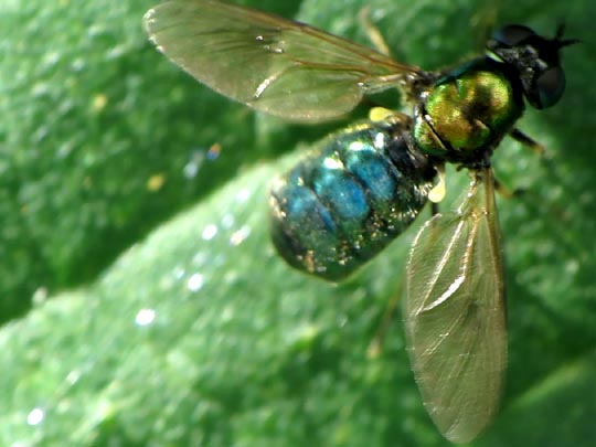 Waffenfliege, Chloromyia formosa