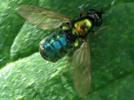 Waffenfliege, Chloromyia formosa