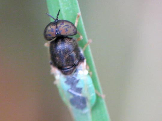 Waffenfliege, Oplodonta viridula