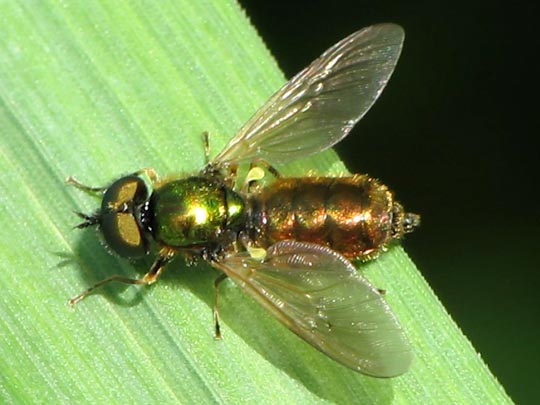 Waffenfliege, Chloromyia formosa