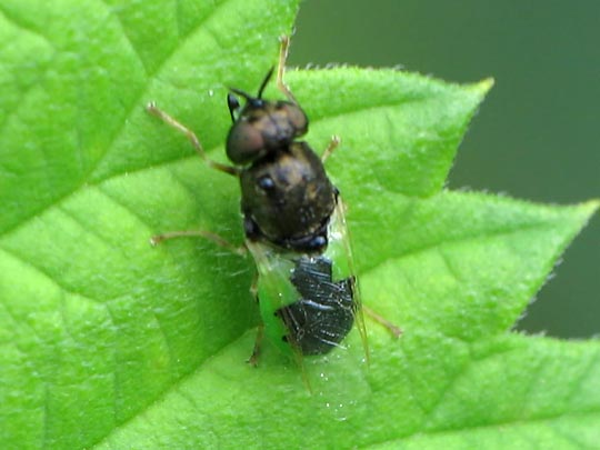 Waffenfliege, Oplodonta viridula