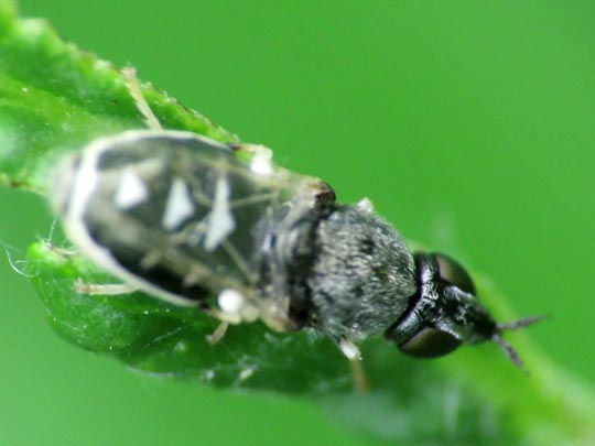 Nemotelus sp.