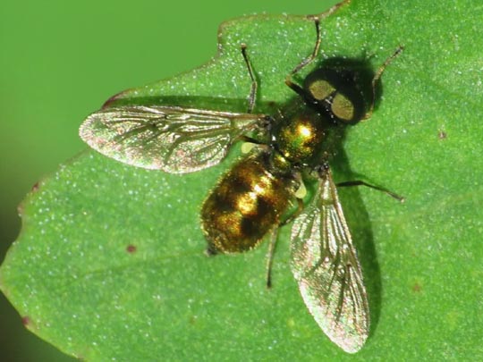 Waffenfliege, Chloromyia formosa