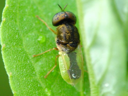 Waffenfliege, Oplodonta viridula