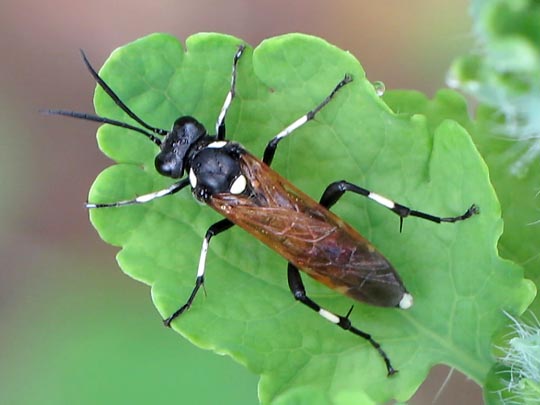 Macrophya sp.