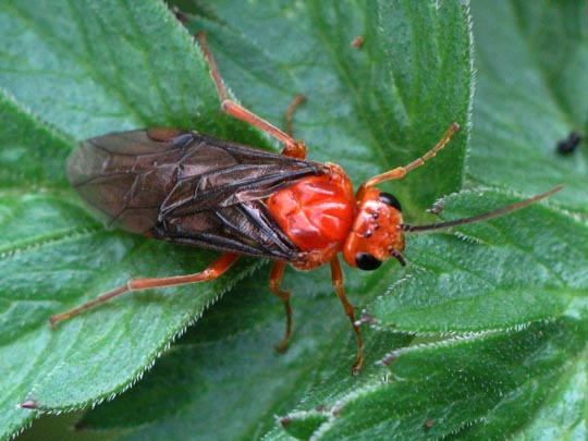 Nematinus sp.