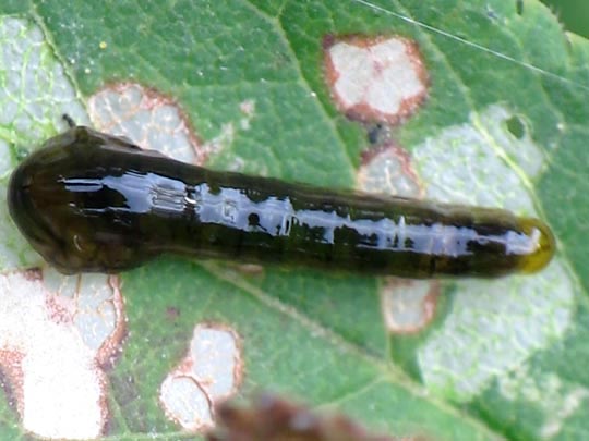 Caliroa cerasi, Kirschblattwespe