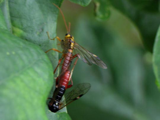 Tenthredopsis sp.