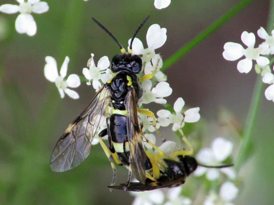 Tenthredo zonula