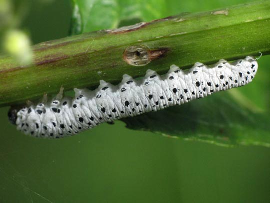 Tenthredo scrophulariae, Braunwurz-Blattwespe