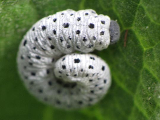 Tenthredo scrophulariae, Braunwurz-Blattwespe