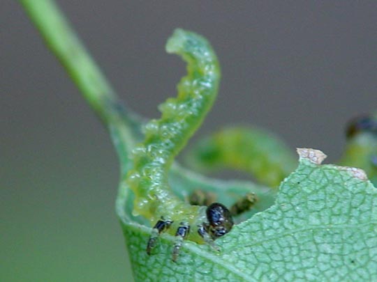 Pflanzenwespen, Symphyta, Larve