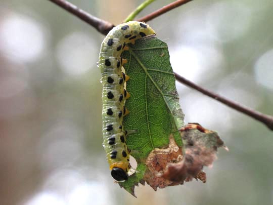 Pflanzenwespen, Symphyta, Larve