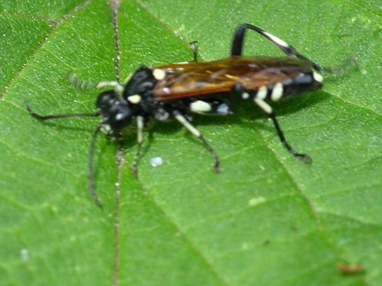 Macrophya sp.