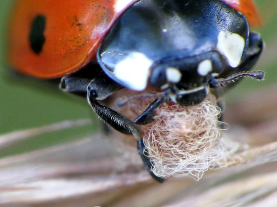 Dinocampus coccinellae, Marienkäfer-Brackwespe