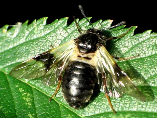 Abia fasciata