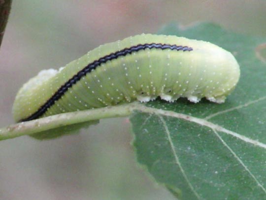 Cimbex femoratus, Große Birkenblattwespe