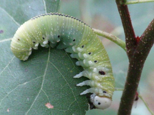 Cimbex femoratus, Große Birkenblattwespe