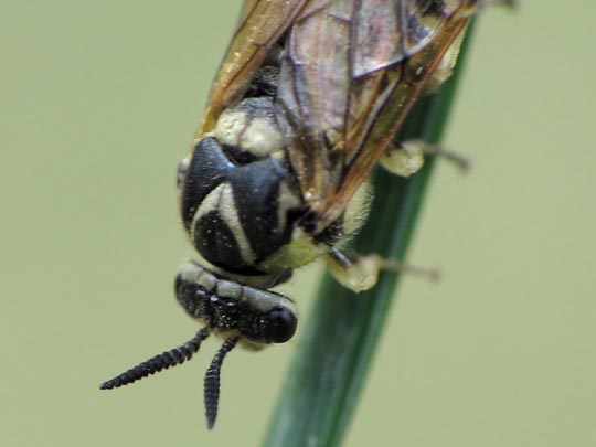 Diprionidae