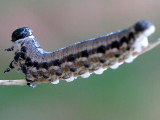 Neodiprion sertifer