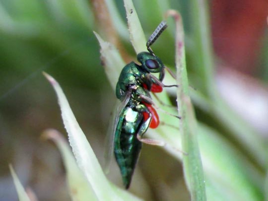 Erzwespen, Chalcidoidea