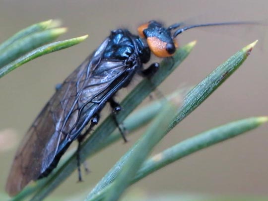 Acantholyda cf. erythrocephala