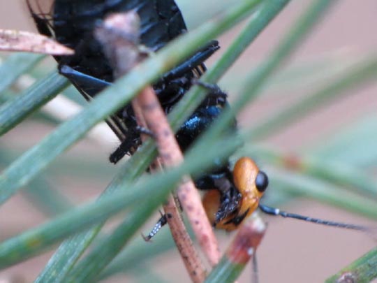 Acantholyda cf. erythrocephala