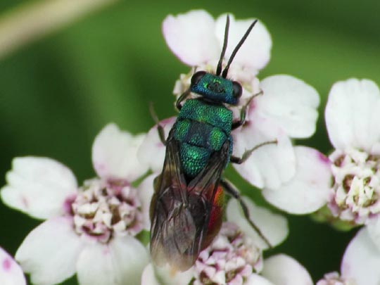 Goldwespe, Chrysididae