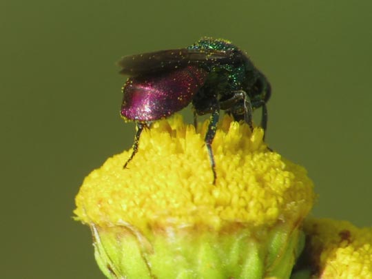 Goldwespe, Chrysididae