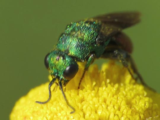 Goldwespe, Chrysididae