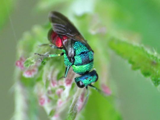 Goldwespe, Chrysididae