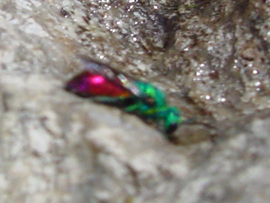 Goldwespe, Chrysididae