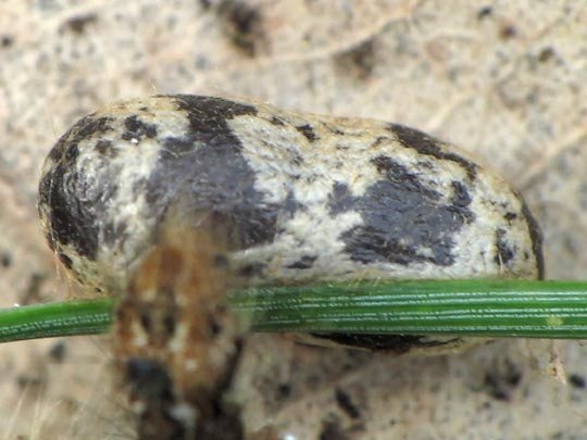 Schlupfwespe, Ichneumonidae, Campopleginae